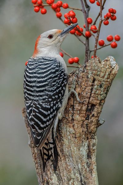 Jones, Adam 아티스트의 Female Red-bellied woodpecker and red berries-Kentucky작품입니다.